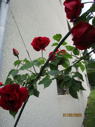 Jardin_de_roses__2023__18_.JPG
