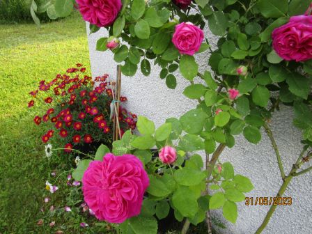 Jardin_de_roses__2023__2_.JPG