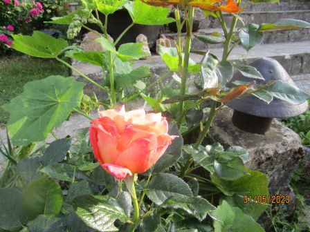 Jardin_de_roses__2023__4_.JPG