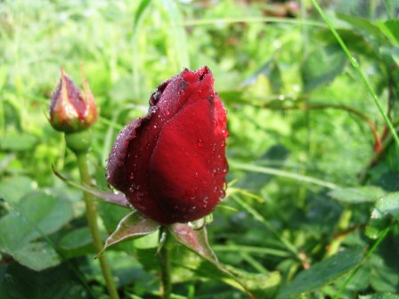 belle_rose.jpg, avr. 2026